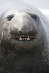 A young male elephant seal displays his teeth on South Georgia Island - 163295885