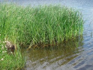 Grass on the shore of the pond