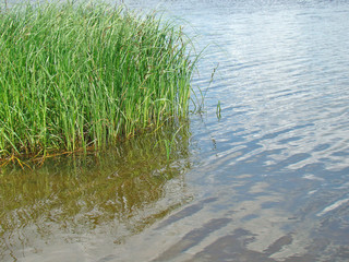 Grass on the shore of the pond