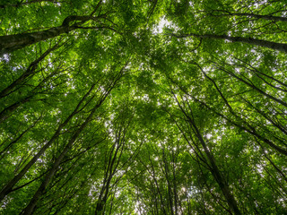 Fototapeta premium treetops with fresh green leaves in the beechwood forest