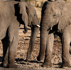 elephants