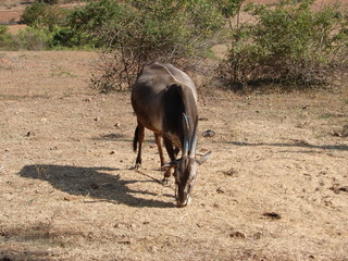 Cow+horn+Straight