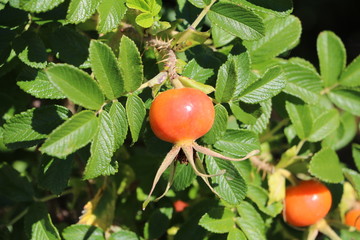Ripe red rosehip 
