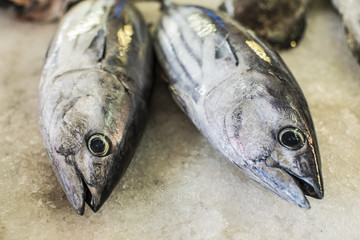 poisson sur marché, polynésie 2017