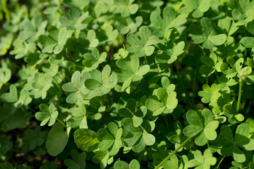 Clovers