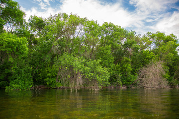 Obraz premium Crooked bended trees and bushes on a river bank with blue sky on the background