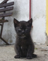 little black kitten