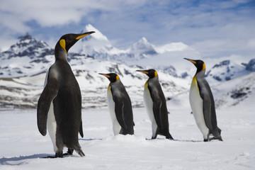 One king penguin watches as three king penguins walk past in the snow in front of the mountains of South Georgia Island