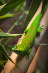 Hawaiian Gecko
