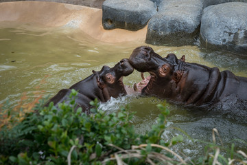 Hippos