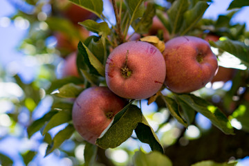 Double Red Delicious Apples