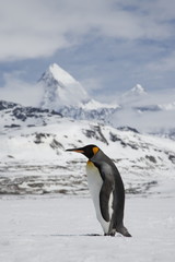 Fototapeta na wymiar A lone king penguin cross a snowfield in front of the peaks of South Georgia Island