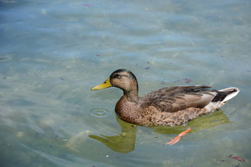 Duck