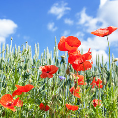 Corn poppy at a natural edge of a corn field.
The edge of the field was not treated with herbicide.