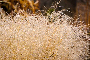 Winter bushes