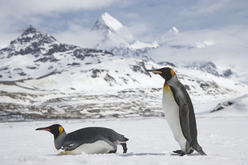 Fototapeta na wymiar Two king penguins, one sliding on its belly, cross a snowfield in front of the majest peaks of South Georgia Island