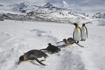With some sliding on their bellies, five king penguins cross a snowy field in from of the mountain of South Georgia Island - 163297082