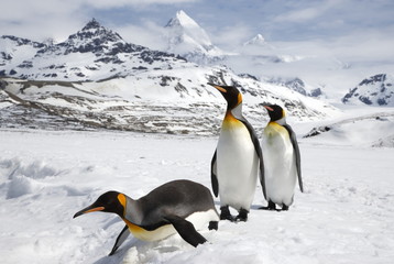 King penguins, one sliding on its belly, traversing in front of the mountains of South Georgia...