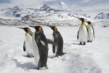 King penguins traversing snow in front of the peaks of South Georgia Island
