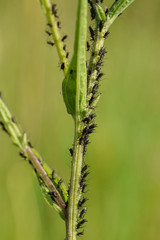 Black fly aphids feeds on a green plant shoot