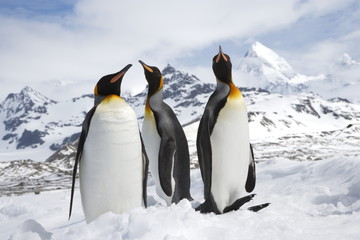 Fototapeta premium A group of king penguins standing in from of the majestic peaks of South Georgia Island