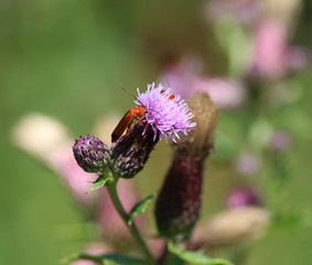 The common red soldier beetle (Rhagonycha fulva)