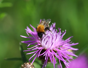 Bombus terrestris