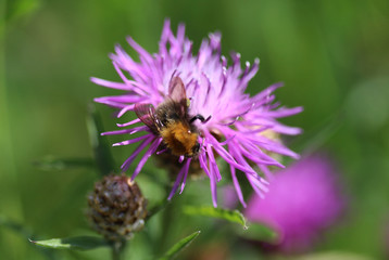 Bombus terrestris