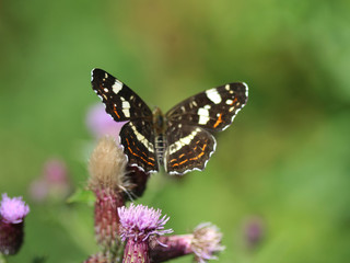 Map butterfly (Araschnia levana)