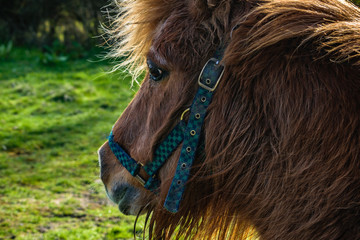 Brown miniature horse with long hair, Pony in the meadows, Lancashire, England, UK