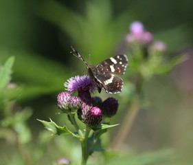 Map butterfly (Araschnia levana)