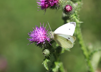 Small white (pieris rapae)