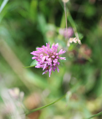 Red clover
