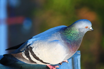 dove closely