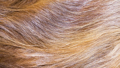 Web banner of brown long dog fur
