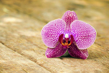 Zen balance concept - orchid flower with copy space
