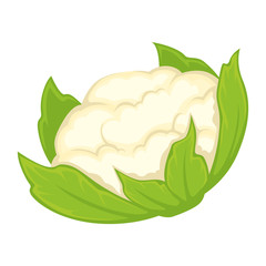 Whole fresh cauliflower