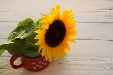 Sunflower in colorful vase on white wooden background 