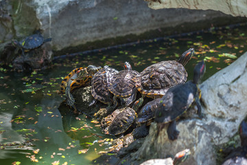 group turtles in the sun on pond