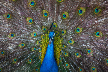 Obraz premium beautiful peacock displaying his colorful tail, Tbilisi