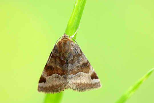 Braune Tageule