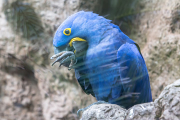 Hyacinth macaw