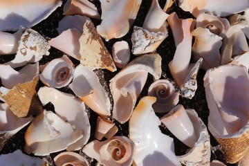 Sea Shells on Black Sand as Background