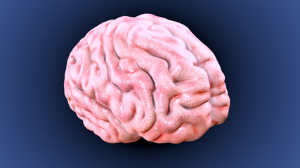 3d illustration of human body brain(human organs)
