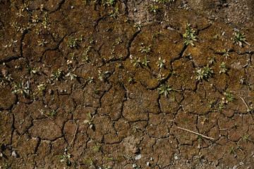 Green shoots growing through cracks in the earth Зеленые ростки растут сквозь трещины на земле