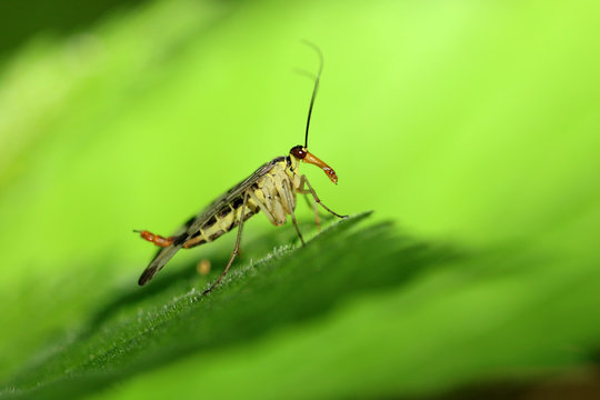 Skorpionsfliege