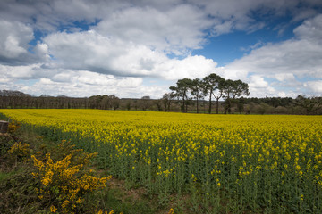 Rapeseed