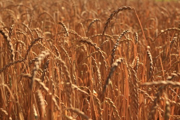 field of corn, spelt, dinkel