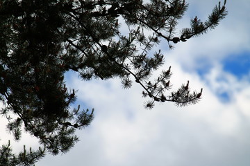 tree and sky