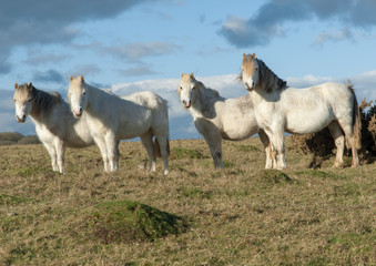 White Horses Grazing